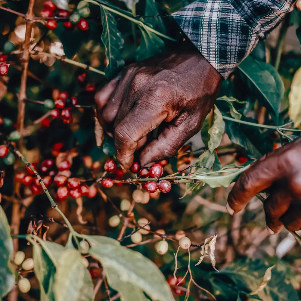 coffeebridge: Arabica Kaffeebohnen aus Uganda Ernte