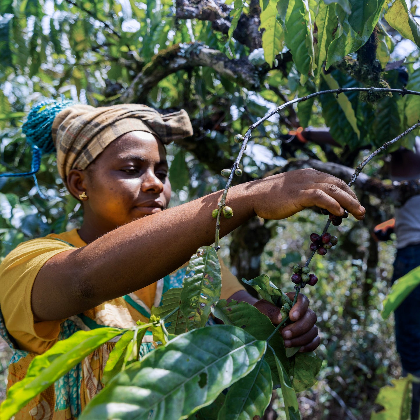 coffeebridge: Verbesserte Landwirtschaft Banner