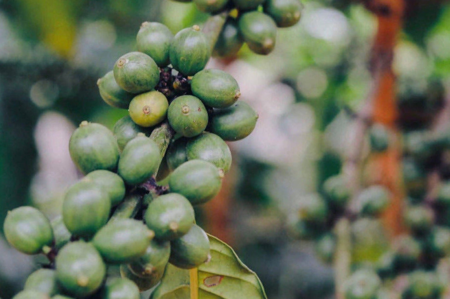 coffeebridge: Direkter Handel & nachhaltiger Kaffee Banner