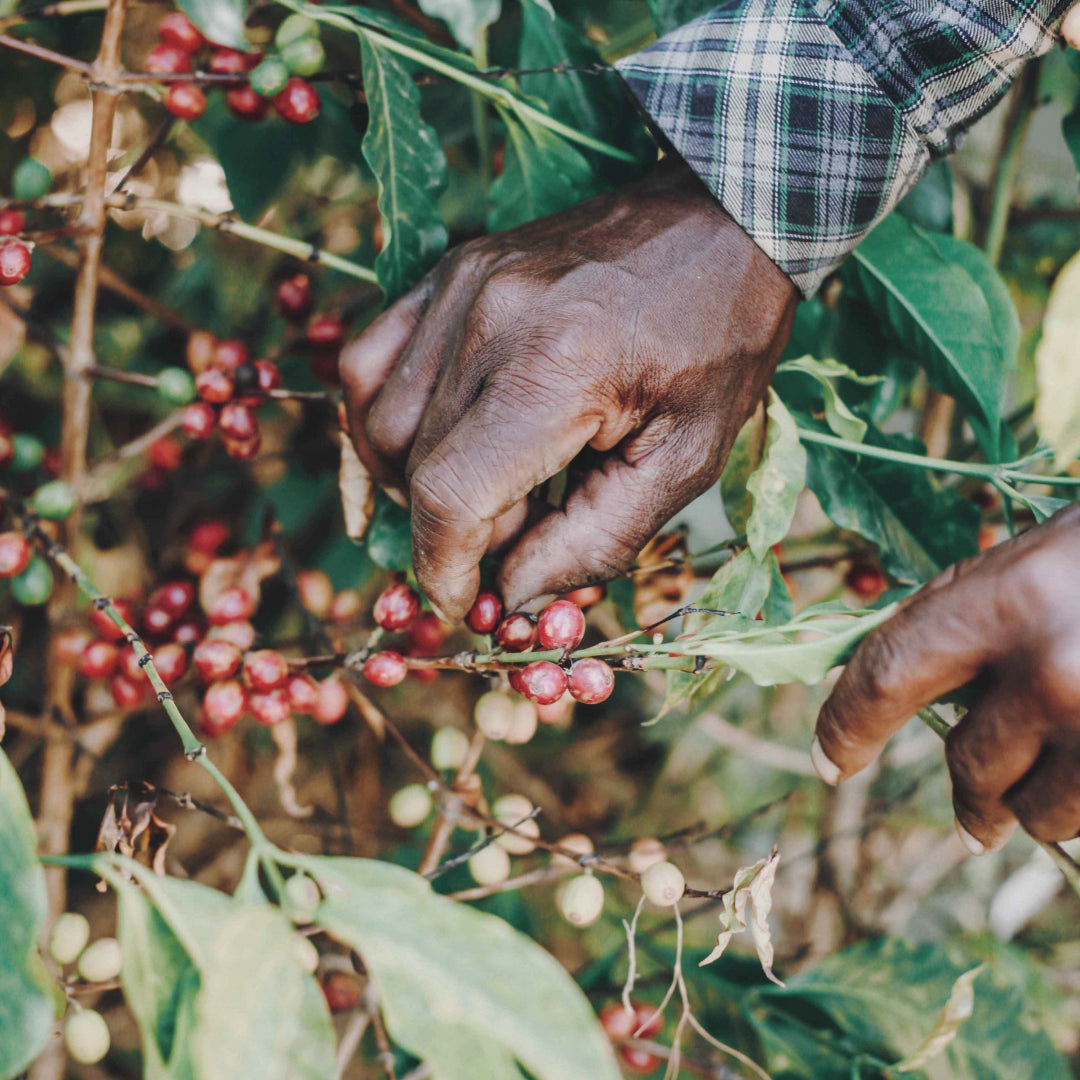 coffeebridge: Arabica Kaffeebohnen aus Uganda Ernte