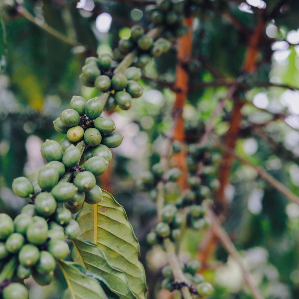 coffeebridge: Direkter Handel & nachhaltiger Kaffee Banner