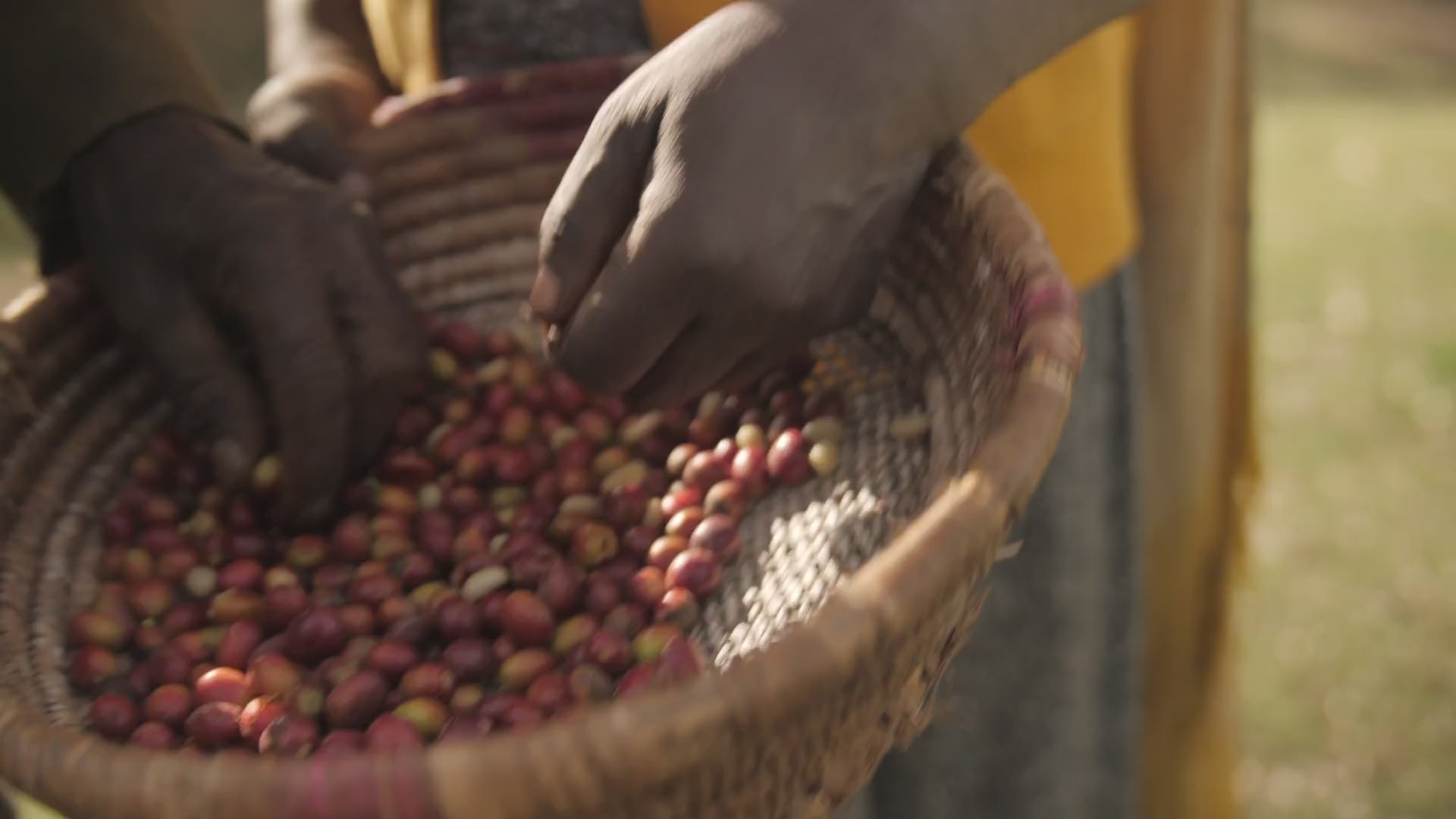 Coffeebridge I Kaffeekirschen sortieren